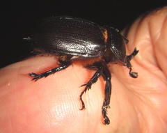 Cyphonistes vallatus