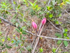 Thelymitra × macmillanii
