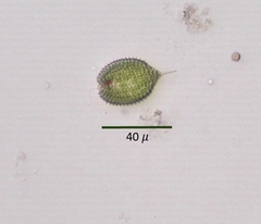 Phacus monilatus