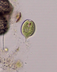 Phacus monilatus