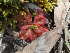 Drosera praefolia