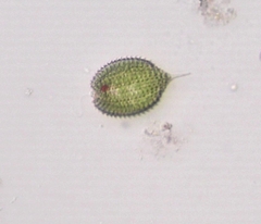 Phacus monilatus