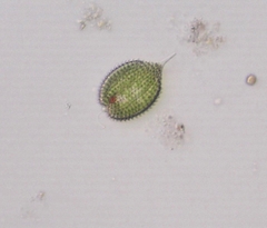 Phacus monilatus