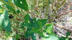 Sphenarium purpurascens