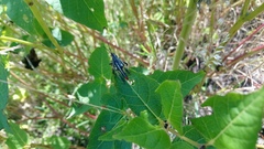Sphenarium purpurascens