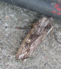 Lithomoia germana