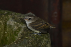 Nesotriccus incomtus