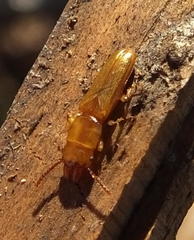 Prostomis africana