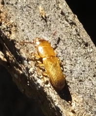 Prostomis africana
