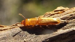 Prostomis africana