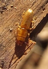 Prostomis africana