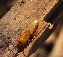 Prostomis africana