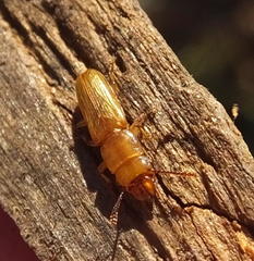 Prostomis africana