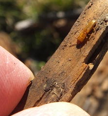 Prostomis africana