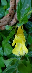 Impatiens tayemonii