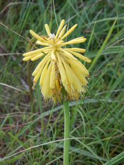 Kniphofia coddiana