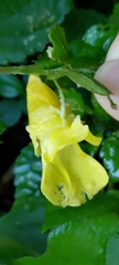 Impatiens tayemonii