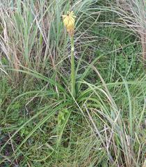 Kniphofia coddiana