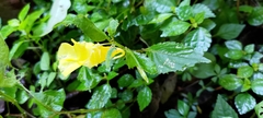 Impatiens tayemonii