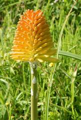 Kniphofia rooperi