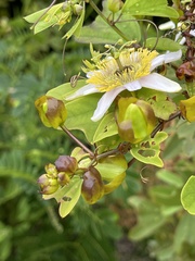Passiflora bicornis