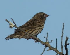 Euplectes capensis capensis
