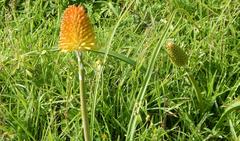 Kniphofia rooperi