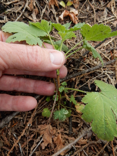 Coast Black Gooseberry seedling