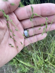 Kellochloa brachyantha
