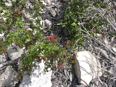 Dodonaea humilis