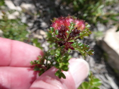 Dodonaea humilis