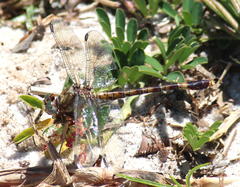 Paragomphus cognatus
