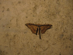 Hyposidra infixaria