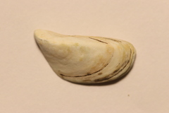 Dreissena polymorpha