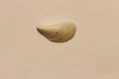 Dreissena polymorpha