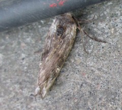 Lithomoia germana