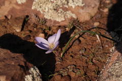 Afrocrocus unifolius