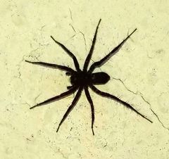 Pardosa californica