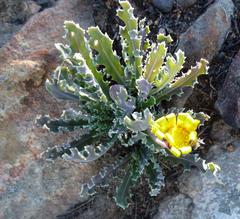 Othonna auriculifolia