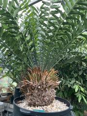 Encephalartos ferox