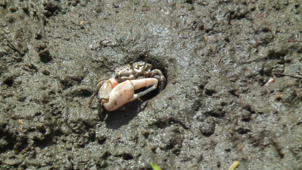 East African Fiddler Crab