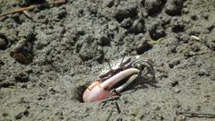 Austruca occidentalis