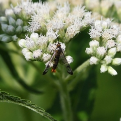 Synanthedon acerrubri