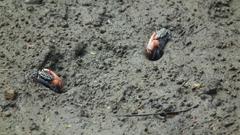 Austruca occidentalis