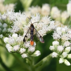 Synanthedon acerrubri