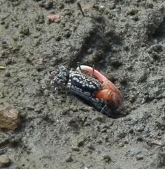 Austruca occidentalis