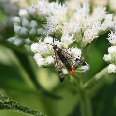 Synanthedon acerrubri