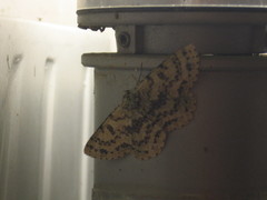 Ophthalmitis herbidaria
