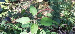 Acalypha mollis