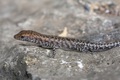 Liburnascincus mundivensis